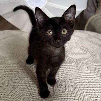 Roger -  Domestic Short Hair Cat for Adoption in Sunrise, Florida - Roger | PetCurious