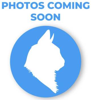 Rescue Domestic Short Hair Cats for Adoption in Encinitas, California - Darcy & Dennis (Bonded Pair) | PetCurious