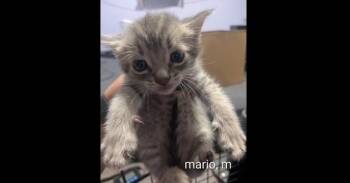 Mario -  Domestic Short Hair and Tabby Cat for Adoption in Ruskin, Florida - Mario | PetCurious