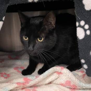 Floyd -  Domestic Short Hair Cat for Adoption in Wheaton, Illinois - Floyd | PetCurious
