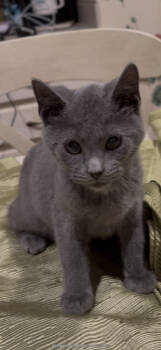 Rescue Domestic Short Hair Cats for Adoption in Cuyahoga Falls, Ohio - Silo | PetCurious