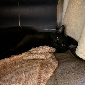 Domestic Short Hair Cats Available for Adoption - Blanco | PetCurious