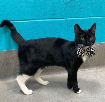 Tuxedo and Domestic Short Hair Cats Available for Adoption - Lewis - Coming Soon | PetCurious