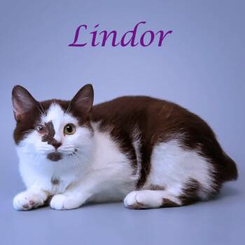 Domestic Medium Hair Cats Available for Adoption in Lebanon, Tennessee - Lindor C26-068 | PetCurious