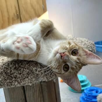 Domestic Short Hair Cats Available for Adoption in Pontiac, Illinois - Vinny | PetCurious