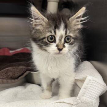 Domestic Long Hair Cats Available for Adoption in Huntsville, Alabama - Elsa | PetCurious