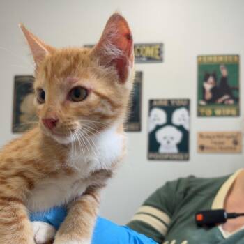 Jaffa Cake -  Domestic Short Hair Cat for Adoption in Livingston, Texas - Jaffa Cake | PetCurious