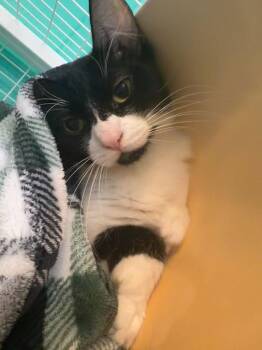 Domestic Short Hair Cats Available for Adoption - Burma | PetCurious