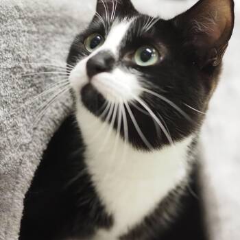 N&E: Eloise -  Domestic Short Hair Cat for Adoption in Falls Church, Virginia - N&E: Eloise | PetCurious