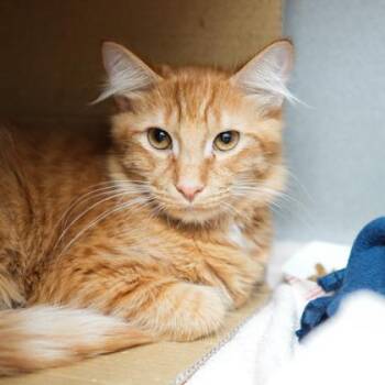 Domestic Medium Hair Cats Available for Adoption - Nemo | PetCurious