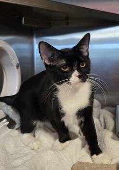 Rescue Domestic Short Hair Cats for Adoption in Pontiac, Michigan - Luxy | PetCurious