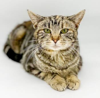 Torbie and Bengal Cats Available for Adoption - Cinnamon Roll Is Our Cinderella - Rags To Riches And WOW Awesome | PetCurious
