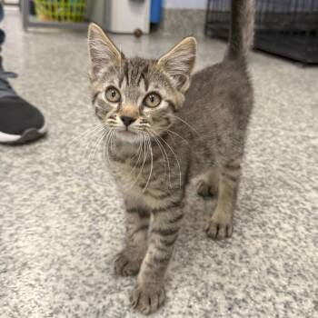 Stuart -  Domestic Short Hair Cat for Adoption in Falls Church, Virginia - Stuart | PetCurious