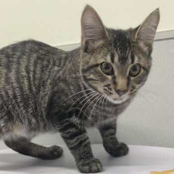 Roman -  Domestic Short Hair Cat for Adoption in Tampa, Florida - Roman | PetCurious