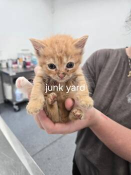 Junk Yard -  Domestic Short Hair Cat for Adoption in Cambridge, Maryland - Junk Yard | PetCurious