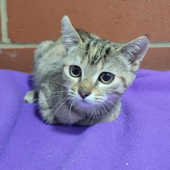 Becky -  Domestic Short Hair Cat for Adoption in Cabot, Arkansas - Becky | PetCurious
