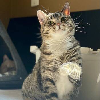 Rescue Domestic Short Hair Cats for Adoption in Abbotsford, British Columbia - Yzma | PetCurious