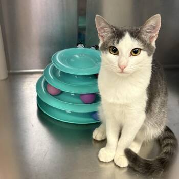 Klondike -  Domestic Short Hair Cat for Adoption in Wantagh, New York - Klondike | PetCurious