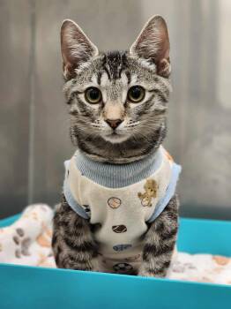 Rescue Domestic Short Hair Cats for Adoption in Sterling, Virginia - Junie | PetCurious