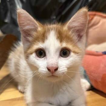River -  Domestic Short Hair Cat for Adoption in Verona, Wisconsin - River | PetCurious
