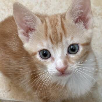 Morgana -  Domestic Short Hair Cat for Adoption in Chattanooga, Tennessee - Morgana | PetCurious