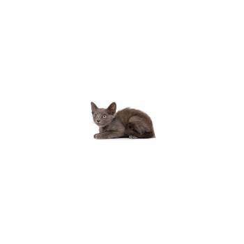 Evangeline -  Domestic Short Hair Cat for Adoption in Los Angeles, California - Evangeline | PetCurious