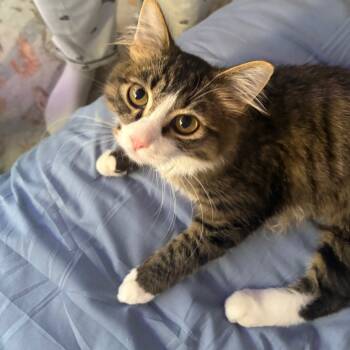 Rescue Domestic Long Hair Cats for Adoption in Washougal, Washington - Charles | PetCurious