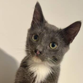Judd -  Domestic Short Hair Cat for Adoption in Richmond, Virginia - Judd | PetCurious