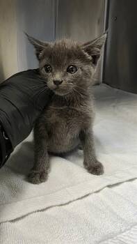 A1051342 -  Domestic Short Hair Cat for Adoption in Martinez, California - A1051342 | PetCurious