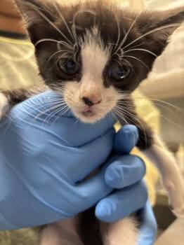 Domestic Short Hair Cats Available for Adoption in Las Vegas, Nevada - AZULA | PetCurious