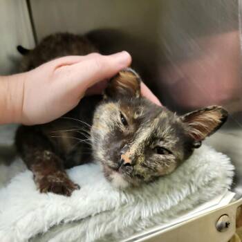 Domestic Short Hair Cats Available for Adoption in Columbia, Missouri - Belinda | PetCurious