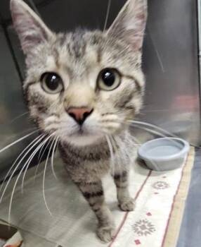 Domestic Short Hair and American Shorthair Cats Available for Adoption in Bedford, Indiana - Rose | PetCurious