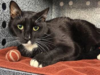 Nova -  Domestic Short Hair Cat for Adoption in New York, New York - Nova | PetCurious
