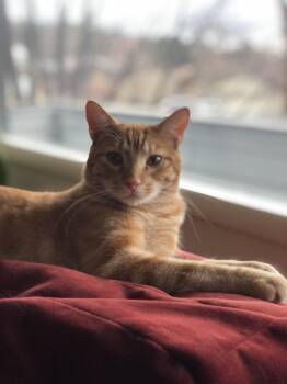 Rescue Domestic Short Hair Cats for Adoption in Missoula, Montana - Theo | PetCurious