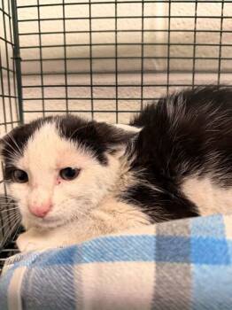 Rescue Domestic Short Hair Cats for Adoption in Knoxville, Tennessee - DJ Music Man | PetCurious