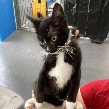 Savannah -  Domestic Short Hair Cat Available for Adoption in Montgomery, Alabama - Savannah | PetCurious