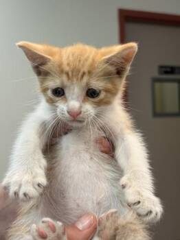 Domestic Short Hair Cats Available for Adoption in Memphis, Tennessee - Sherwin | PetCurious