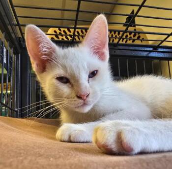 Boo Thang -  Domestic Short Hair Cat for Adoption in Blountville, Tennessee - Boo Thang | PetCurious