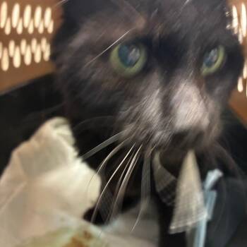Hyde -  Domestic Medium Hair Cat for Adoption in Harrisonburg, Virginia - Hyde | PetCurious