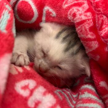 Link -  Domestic Short Hair Cat for Adoption in Lynchburg, Virginia - Link | PetCurious