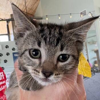 Andy Lord -  Domestic Short Hair Cat for Adoption in Leander, Texas - Andy Lord | PetCurious