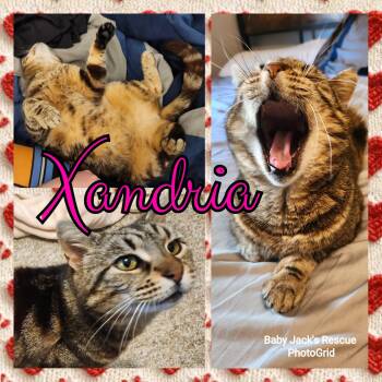 Rescue Domestic Short Hair Cats for Adoption in Bendersville, Pennsylvania - Xandria | PetCurious