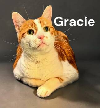 Gracie -  Domestic Short Hair Cat for Adoption in Weems, Virginia - Gracie | PetCurious