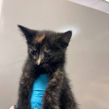 Rescue Domestic Short Hair Cats for Adoption in Reno, Nevada - Jessie | PetCurious