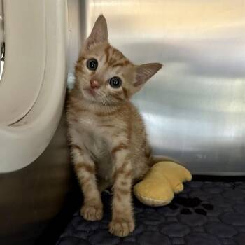 GARFIELD -  Domestic Short Hair Cat for Adoption in Riverside, California - GARFIELD | PetCurious