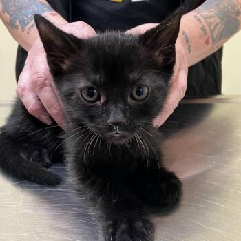 Darla -  Domestic Short Hair Cat for Adoption in Wilmington, Delaware - Darla | PetCurious