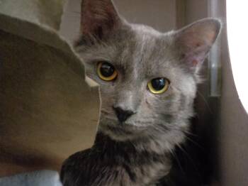 APPLE FRITTER -  Domestic Medium Hair Cat for Adoption in Delhi, New York - APPLE FRITTER | PetCurious
