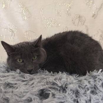 Buddy -  Domestic Short Hair Cat for Adoption in Riverwoods, Illinois - Buddy | PetCurious