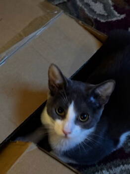 Rescue Domestic Short Hair Cats for Adoption in Prosper, Texas - Graybea | PetCurious