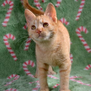 Rescue Domestic Short Hair and Tabby Cats for Adoption in Traverse City, Michigan - Willow | PetCurious